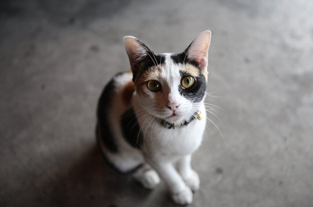 Clean and modern bathroom facilities with bidet